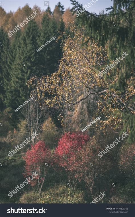 Naked Autumn Trees Few Red Leaves Stock Photo Shutterstock