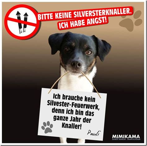 Pin von Brunhilde Bosse auf Süße hunde Silvester feuerwerk Silvester