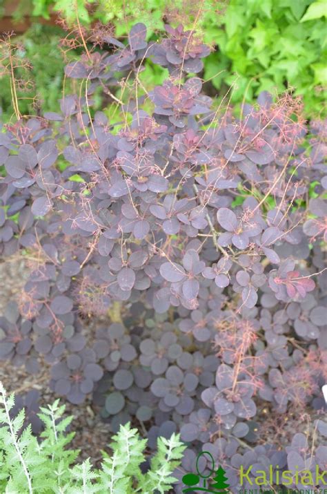 Cotinus Coggygria Magical Torch Kolmagito Perukowiec Podolski