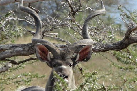 5 Days Budget Safari To Nyerere NP Selous GR And Mikumi NP In Dar Es