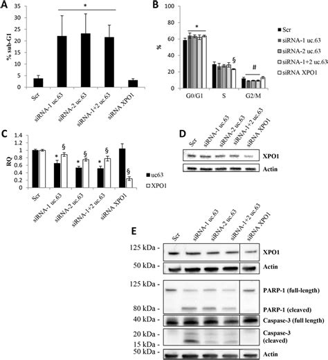 Uc Knockdown Induces Apoptosis In Mda Mb Cell Line A Sub G