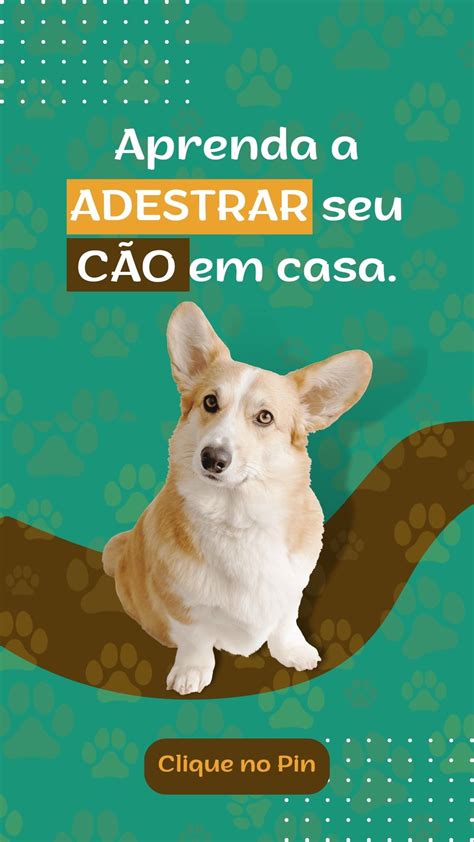 Adestrar Seu C O Adestramento De C Es C Es Adestramento