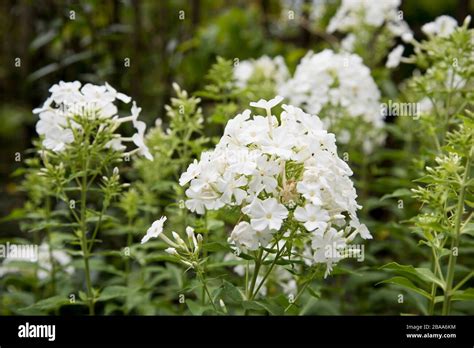 Paniculata Fujiyama Hi Res Stock Photography And Images Alamy