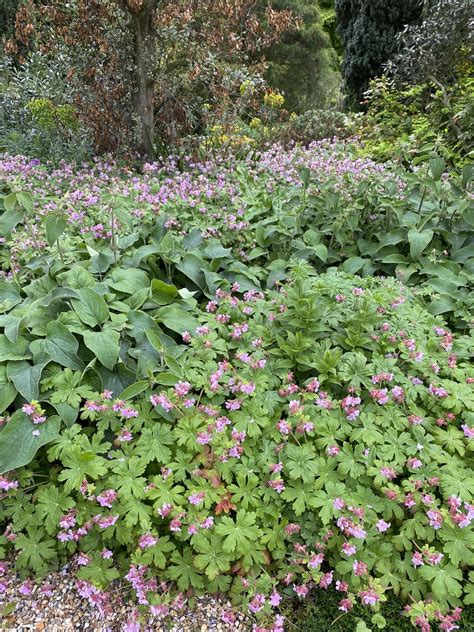 Geranium Ingwersens Variety The Beth Chatto Gardens