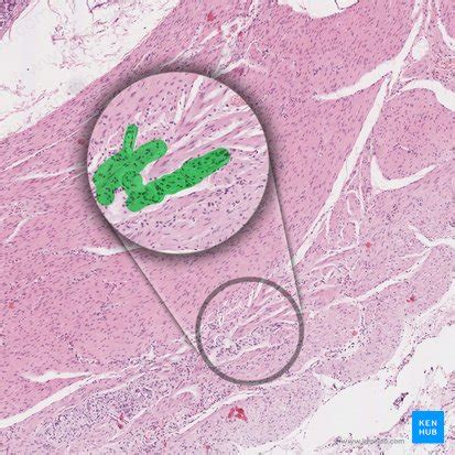 Myenteric plexus: origin, course and function | Kenhub