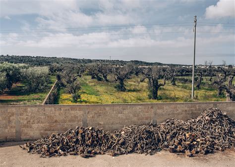 Inside the Race to Save Italy's Olive Trees | National Geographic