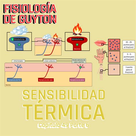 PRESENTACIÓN COMPLETA l Fisiología de Guyton l CAP 49 PT 6