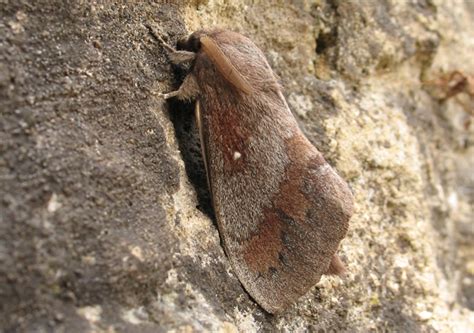 Pine Tree Lappet Moth - Pest Prophet Blog