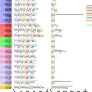 Analysis Of Phylogenetic Tree Conserved Domain And Gene Structure Of