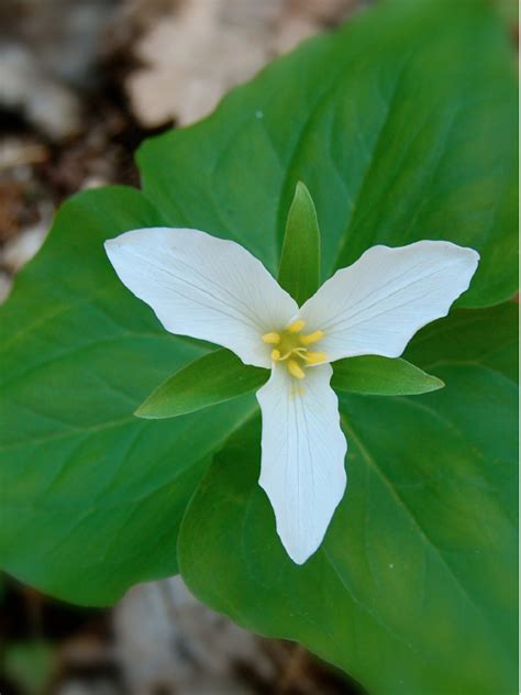 Trillium Flower Essence | 3 Flowers Healing