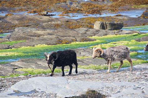 The Uncertain Future of North Ronaldsay's Seaweed-Eating Sheep - Atlas Obscura