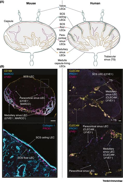 Lymph Node Lymphatic Endothelial Cells As Multifaceted Gatekeepers In