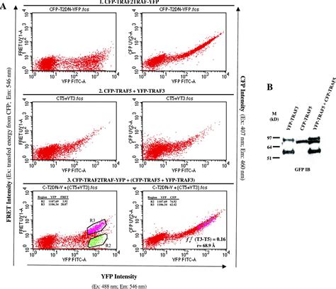 A Flow Cytometric Method To Detect Proteinprotein Interaction In