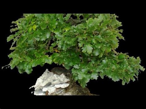 Focus Su Bonsai Di Quercia Bluebonsai Youtube