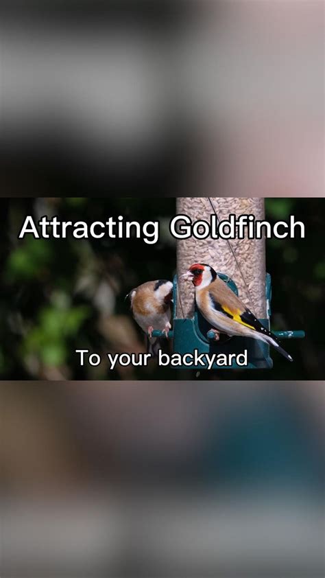 How To Attract More Birds To Your Backyard Goldfinch Edition Backyard Birds Feeders