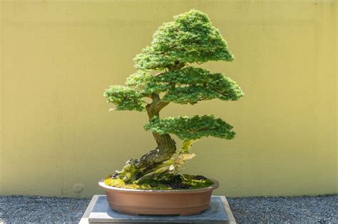 14 Best Intermediate Evergreen Bonsai Tree Species - Hooked on Bonsai