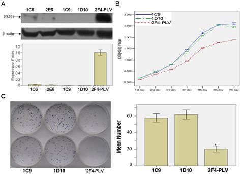 Suppression Of Nesg1 Restores Growth And Clone Formation Of Npc5 8f 2f4