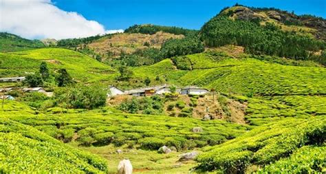 Kolukkumalai Tea Estate (Munnar) History