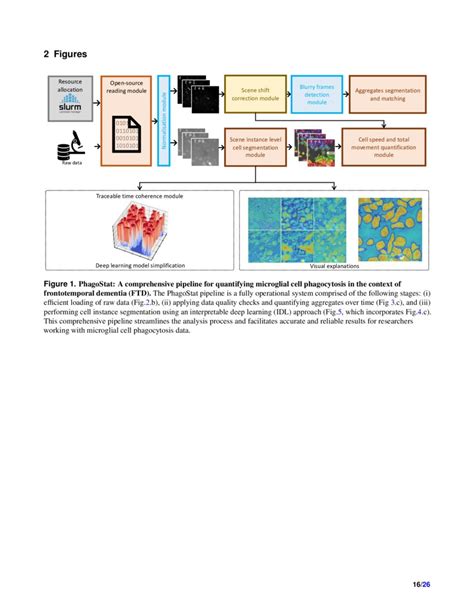 Phagocytosis Unveiled A Scalable And Interpretable Deep Learning