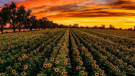 Sunflower Field Sunset Wallpaper