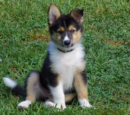 Everything You Need to Know about the Border Collie Husky Mix - PetDT