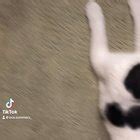 NSFW Petite Pawg TikTok High Heels Dirty Blonde Thigh Highs Leather Skirt SHEIN Crop Top By