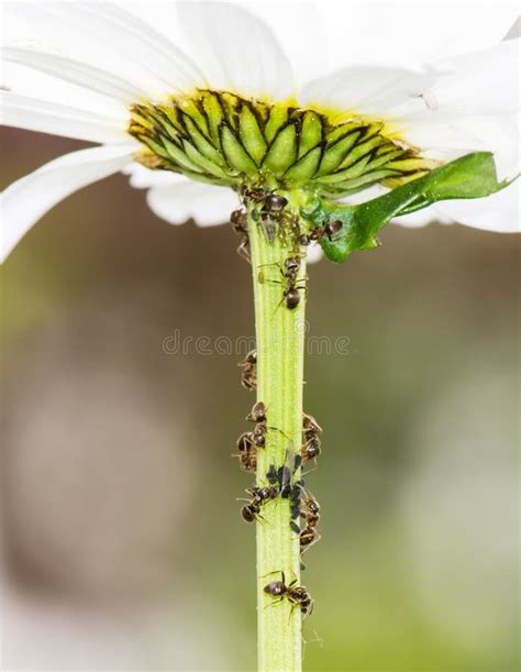 Formigas E Piolhos Imagem De Stock Imagem De Nave Verme