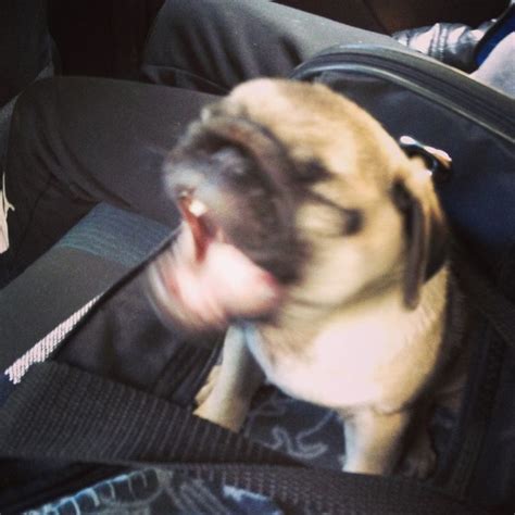 Pug Puppy Vega Is Growling Pug Puppy Pugs Pug Life