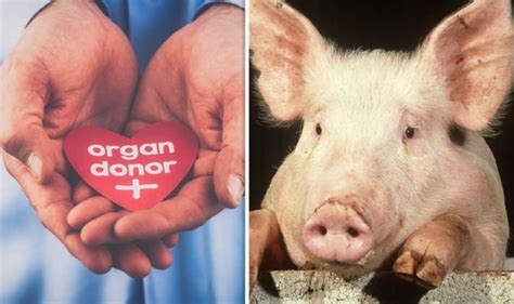 Transplant breakthrough: Pig-to-human heart transplants possible ...