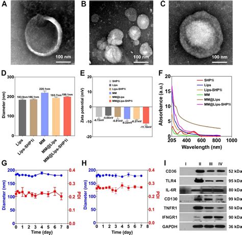 Characterizations Of Mm Lips Shp I Nps A Tem Image Of Macrophage