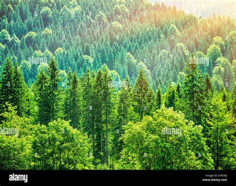 Gr Ner Baum Wald Hintergrund Sch Ne Vogelperspektive Auf Frisches