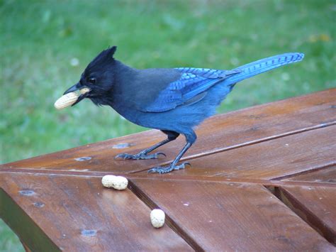 Seven Steller's Jays and a Hungry Hawk - Bird Canada