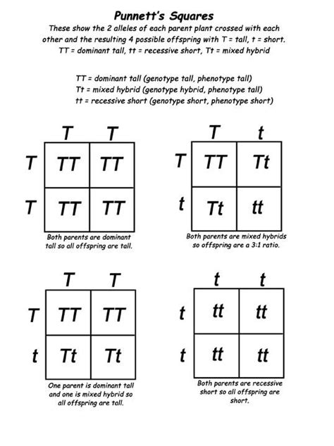 Punnett Square Th Grade Science