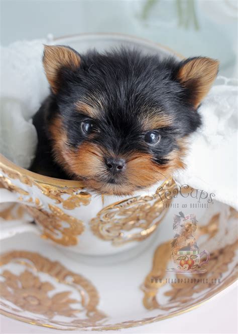 Yorkie Puppy For Sale 266 Teacup Teacup Puppies And Boutique