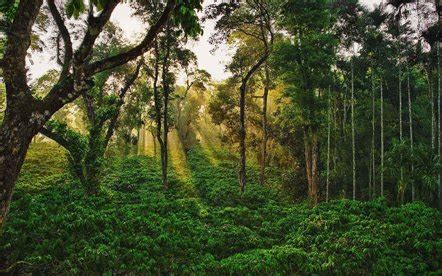 Coorg Hill Station, Coorg Hill Station Tour & Travel Information