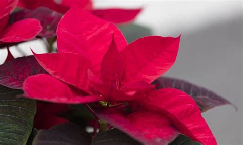 Le Poinsettia L’étoile De Noël Miss And Mister Corail Etoile De Noel Poinsettia Jardin Anglais