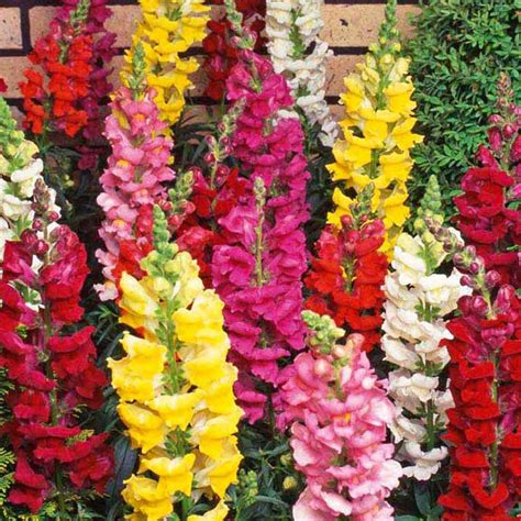 Snapdragons Verdego