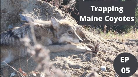 Trapping Maine Coyotes Maine Trapline 2021 Ep 05 Beyond The