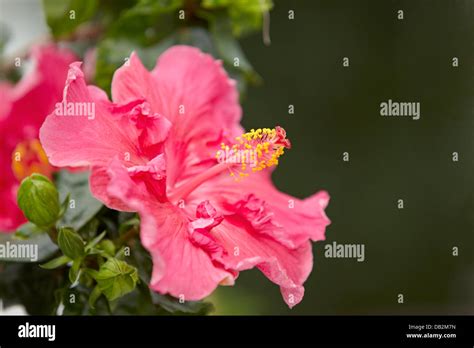 Hibiscus Flower Scientific Name Hibiscus Rosa Sinensis Gardens By