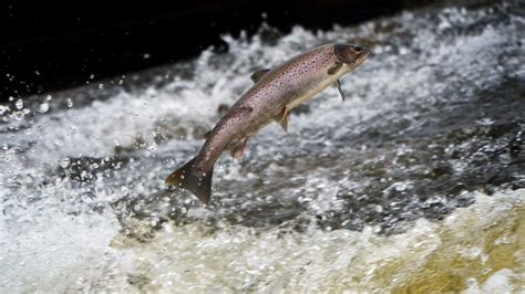 Salmon Cant Survive Alaska Heatwave Wkrn News 2