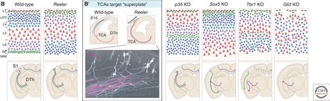 Development and Evolution of Thalamocortical Connectivity 