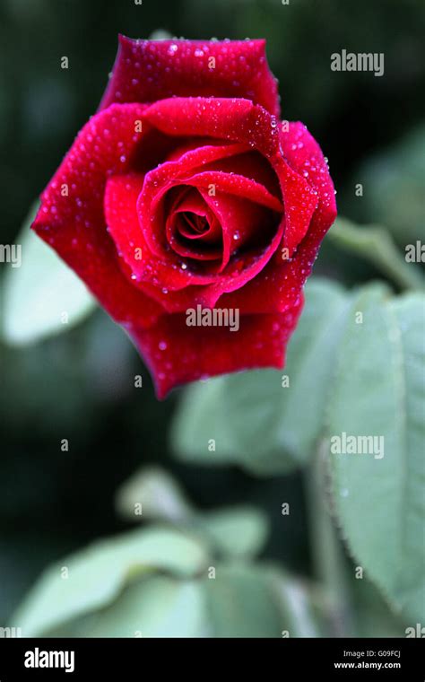 Red Rose Delight Stock Photo Alamy