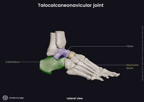 Talocalcaneonavicular Joint Encyclopedia Anatomyapp Learn