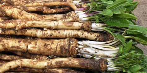 Horseradish – Plants