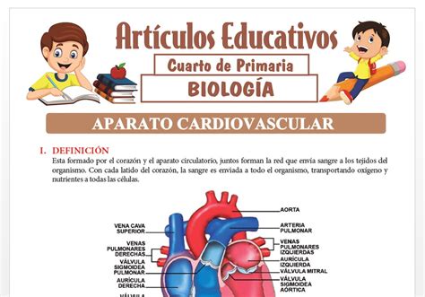 Aparato Cardiovascular O Circulatorio Para Cuarto De Primaria Porn