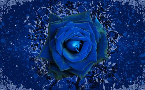 Blue Rose Wallpaper Dark Blue Rose Wallpaper 24507