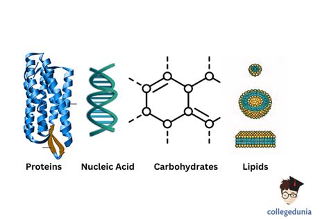 Biomolecules Types Functions And Examples