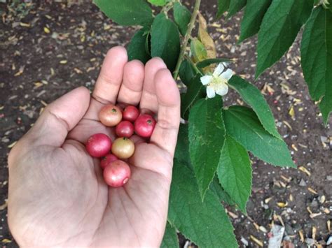 ¿qué Es El Capulín La Cereza Mexicana