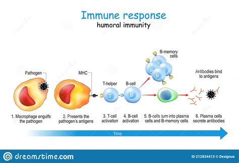 Immune Response Humoral Immunity Stock Vector Illustration Of