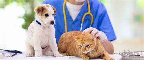 About Us Eascor Animal Hospital